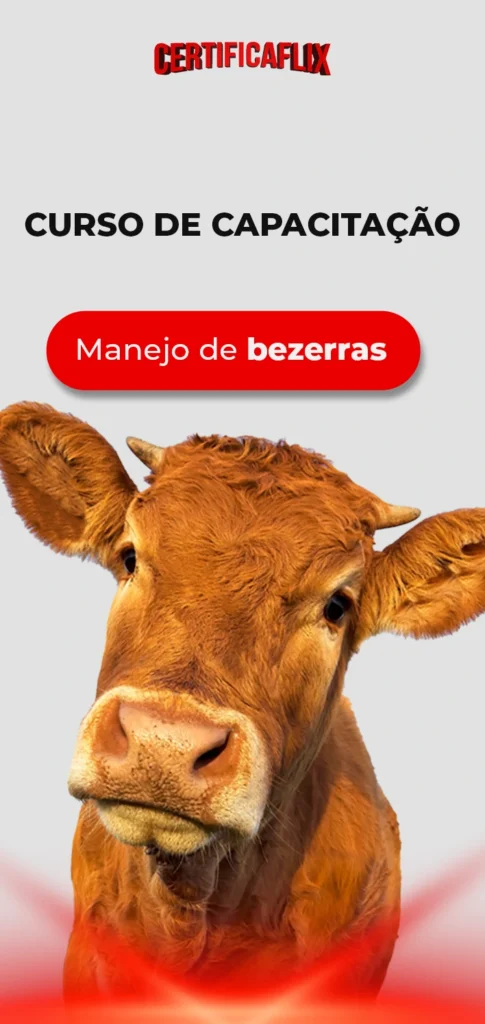 Manejo de Bezerras