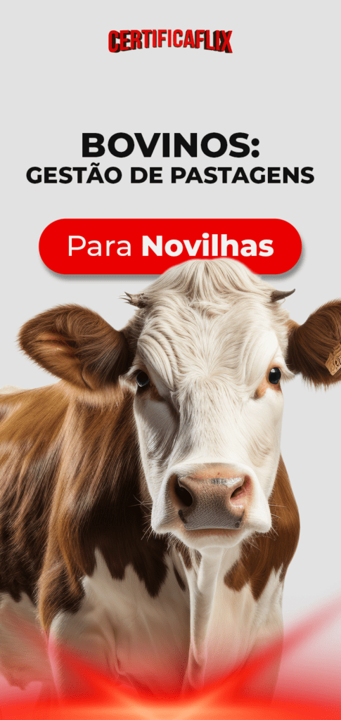 Bovinos: Gestão de Pastagens para Novilhas